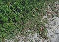 Potentilla-anserina-habit.JPG