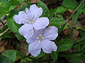 Wild Petunia Blue Flower 1.JPG