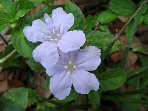 Wild Petunia Blue Flower 1.JPG