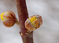 Corneliancherry Dogwood Cornus mas Buds 2748px.jpg