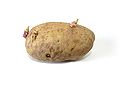 Potato with sprouts.jpg