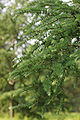 Japanese Larch Larix kaempferi Branches 2000px.jpg
