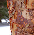Paperbark Maple Acer griseum Bark Vertical 1921px.jpg