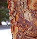 Paperbark Maple Acer griseum Bark Vertical 1921px.jpg