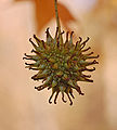 American Sweetgum Liquidambar styraciflua Fruit 1800px.jpg