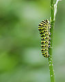 Black Swallowtail Papilio polyxenes Wide.jpg