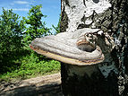 Fomes fomentarius 2010 G1.jpg