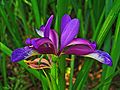 Iris graminea 003.JPG