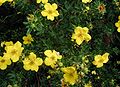 Potentilla-fruticosa.JPG