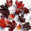 SpitzAhorn Acer platanoides 1.JPG