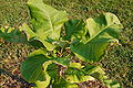 Bigleaf Magnolia Magnolia macrophylla Leves 3008px.jpg