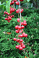 Crab Apple (Malus sikkimensis) (1444) Relic38.jpg
