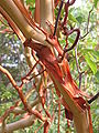 Arbutus andrachne bark (Ab plant 102).jpg