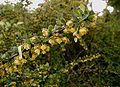 Berberis-thunbergii.JPG