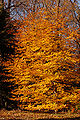Copper Beech Fagus sylvatica f. purpurea Autumn Tree 2000px.jpg