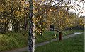 Betula-pendula-autumn.JPG