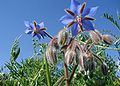 Borago-officinalis-flowers.JPG
