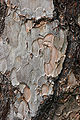 Corsican Pine Pinus nigra laricio Bark Detail 2000px.jpg