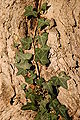 English Ivy on Sugar Maple 2000px.jpg