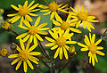 Golden Ragwort Senecio aureus Flowers 2616px.jpg