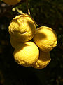 Citrus x limon (Outjo).jpg