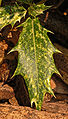 False Holly Osmanthus heterophyllus 'Goshiki' Summer Leaf 1396px.jpg