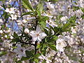 Prunus cerasus (AB).jpg