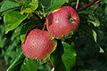 "Konsta" apples grown in Finland (K01561).jpg