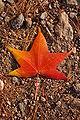 Autumn Unidentified Red Orange Leaf 2000px.jpg