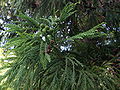 Cryptomeria japonica.D.Don.jpg