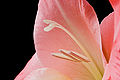 Gladioli Macro Closeup.jpg