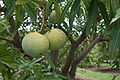 Mangifera indica var. José.JPG