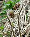 Osmunda japonica 001.jpg