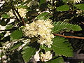 Sorbus mougeotii flowers.jpg