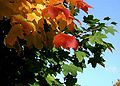 Acer-platanoides-farve.JPG