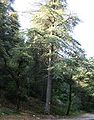 Cedrus-atlantica 3.JPG