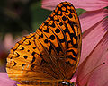 Great Spangled Fritillary Speyeria cybele Wing 2318px.jpg