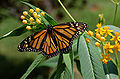 Monarch Butterfly Danaus plexippus on Milkweed Hybrid 2800px.jpg