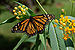 Monarch Butterfly Danaus plexippus on Milkweed Hybrid 2800px.jpg