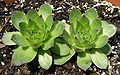 Two Hens and Chicks 3264px.jpg