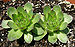 Two Hens and Chicks 3264px.jpg