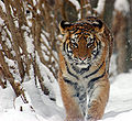 Amur Tiger Panthera tigris altaica Cub 2184px adjusted.jpg
