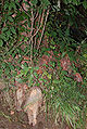 Bald Cypress Knees 1798px.jpg