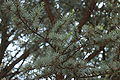 Blue Atlas cedar - Cedrus atlantica 'Glauca' Branches 3008px.JPG