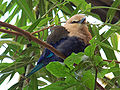 Blue-bellied Roller Coracias cyanogaster Fluffed 1500px.jpg