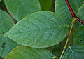 Cladrastis kentukea Yellowwood Top Leaf 2850px.jpg