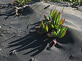 Ice plant (Carpobrotus edulis) in Muriwai sand dunes IMG 102 1378.JPG