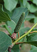 Magnolia sprengeri 'Diva' Fruit 2000px.jpg
