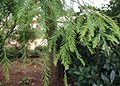 Taxodium-distichum-needles.JPG