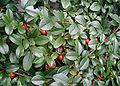 Cotoneaster-dammeri-berries.JPG